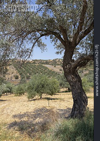 
                Olivenplantage, Olivenbäume                   