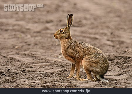 
                Hare                   