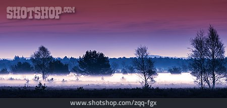 
                Nebel, Lüneburger Heide                   