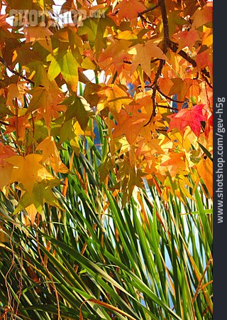 
                Herbstfarben, Amberbaum                   