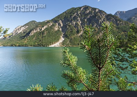 
                Bergkiefer, Plansee                   