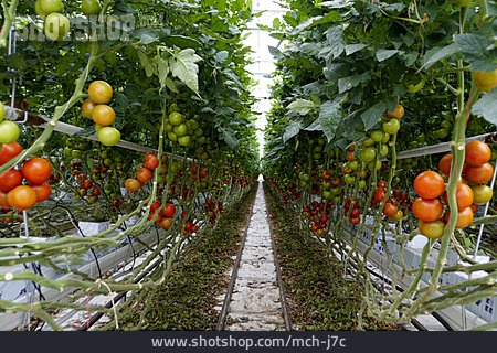 
                Tomatenpflanze, Treibhaus                   