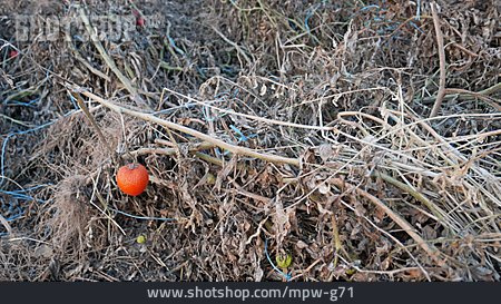 
                Ausgetrocknet, Tomatenpflanze                   