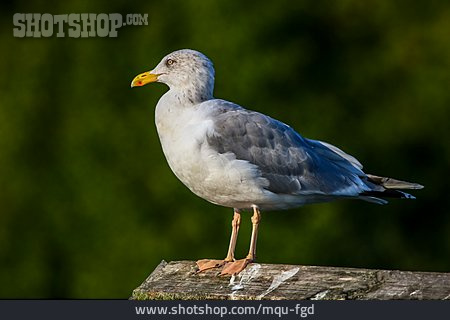 
                Seagull                   