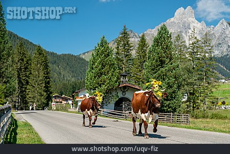 
                Kühe, Blumenschmuck, Almabtrieb                   