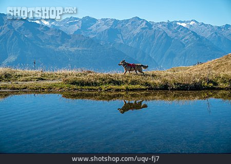 
                Alpen, Schäferhund, Alpsee                   
