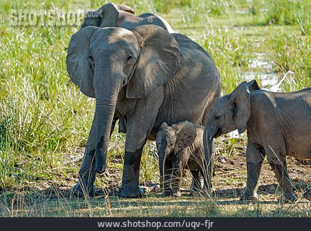
                Afrikanischer Elefant, Elefantenfamilie                   