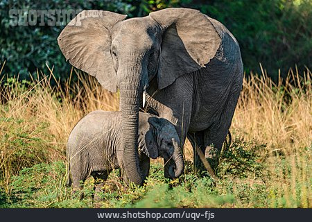 
                Jungtier, Afrikanischer Elefant                   