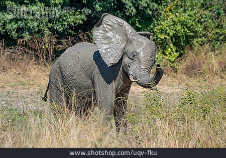 
                Afrikanischer Elefant, Schlammbad                   