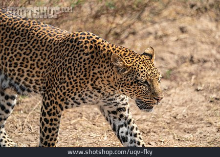 
                Leopard, Unterer-zambesi-nationalpark                   