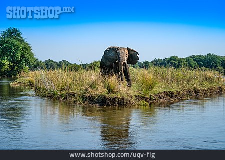 
                Elefant, Sambesi                   