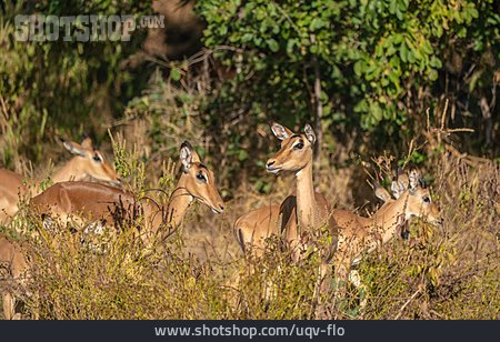 
                Antilope, Impalas                   