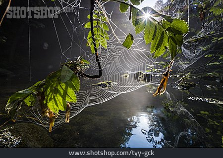 
                Wald, Spinnennetz                   