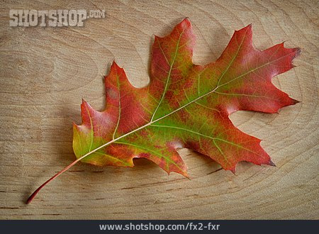 
                Eichenblatt, Herbstfärbung                   