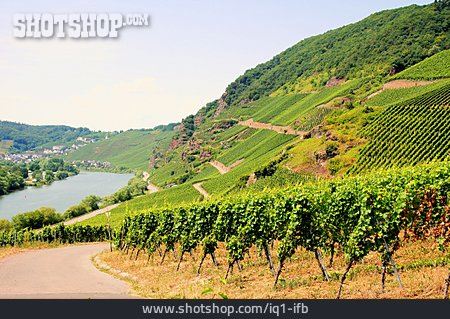 
                Weinbau, Weinberg, Weinanbaugebiet                   