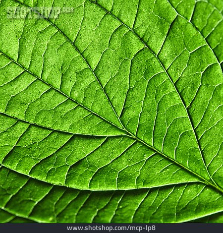 
                Vein, Green, Leaf                   