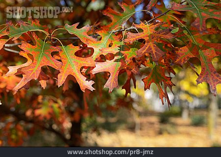 
                Herbstfärbung, Spitzahorn                   
