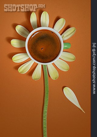 
                Blume, Kaffee, Blütenblatt                   