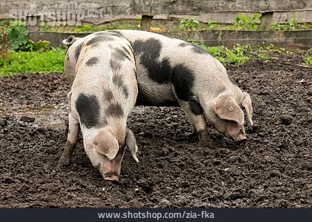 
                Schweinezucht, Bentheimer Landschwein                   