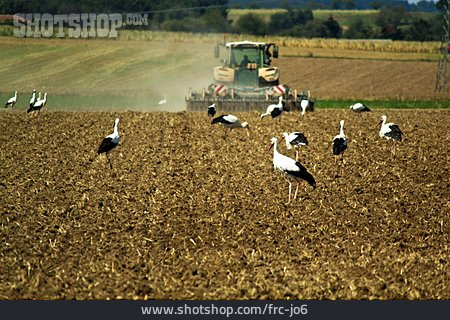 
                Feld, Störche, Nahrungssuche                   