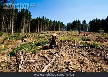 
                Abholzung, Rodung, Waldrodung                   