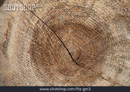 
                Jahresringe, Baumscheibe, Holzfläche                   