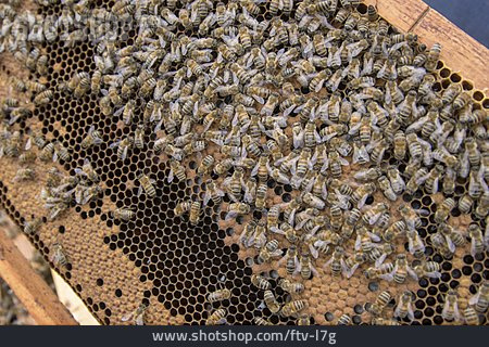 
                Honigwabe, Honigbienen                   