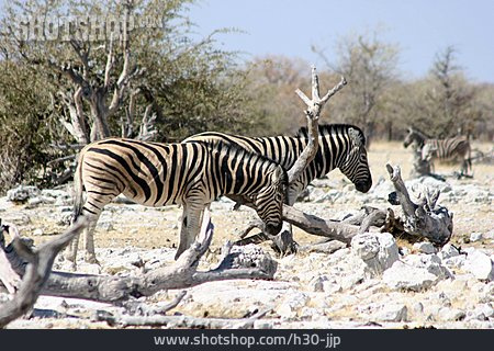 
                Zebra                   