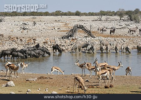
                Drinking, Waterhole, Etosha National Park, Wildlife                   