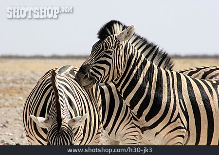 
                Zebra, Fellpflege                   