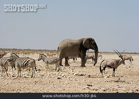 
                Elefant, Steppenzebra, Oryxantilope                   