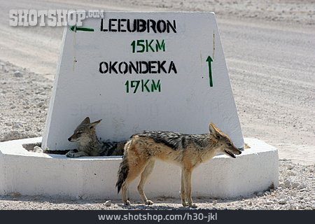 
                Wildhund, Etosha-nationalpark, Schakal                   