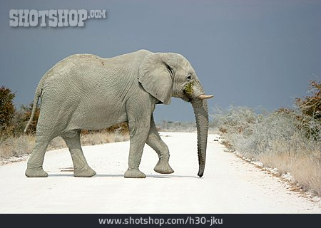 
                Elefant, Namib-wüste                   