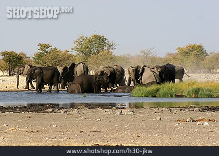 
                Wasserstelle, Elefantenherde                   