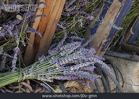
                Lavendel, Duftpflanze                   