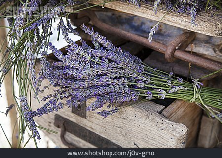 
                Lavendel, Provence                   