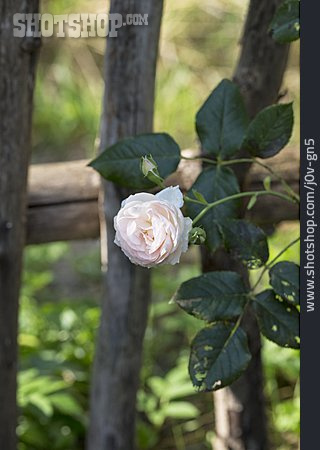 
                Garten, Rose                   