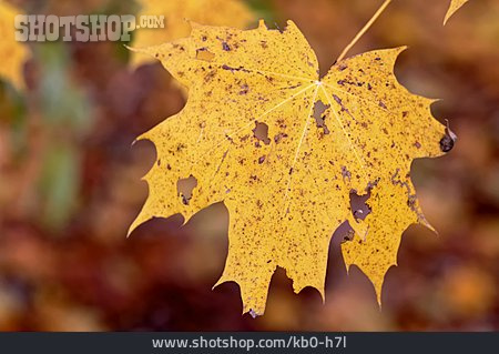 
                Ahornblatt, Herbstblatt                   