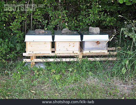 
                Bienenzucht, Bienenkasten, Bienenvölker                   