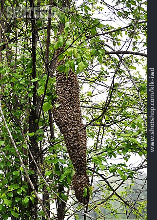 
                Bienenvolk, Bienenschwarm                   