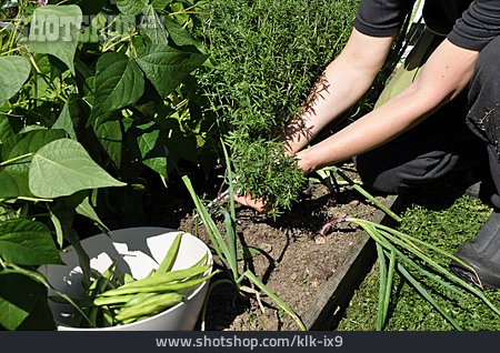
                Ernten, Gemüsebeet, Gartenbohnenkraut                   