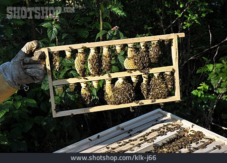 
                Bienenwabe, Zuchtrahmen, Königinnenzucht                   
