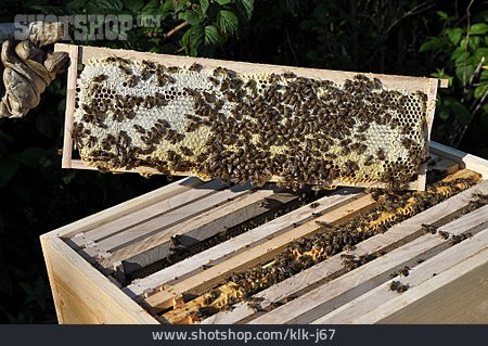 
                Bienenstock, Imkerei, Bienenwabe                   