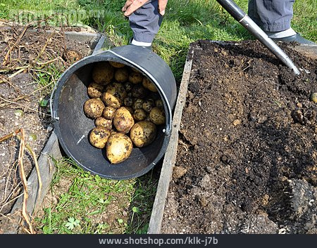 
                Gartenarbeit, Gemüsebeet, Kartoffelernte                   