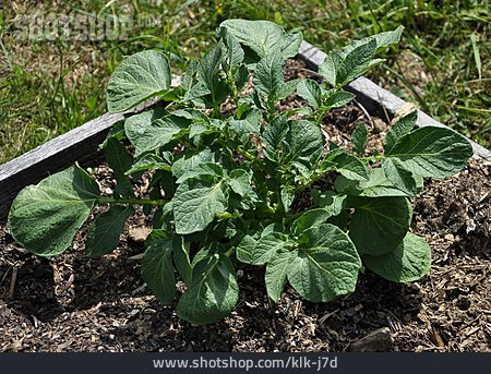 
                Kartoffelpflanze                   