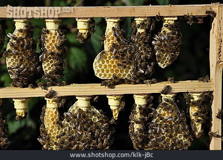 
                Bienenwabe, Zuchtrahmen, Königinnenzucht                   
