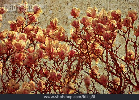 
                Tapete, Magnolienblüten                   
