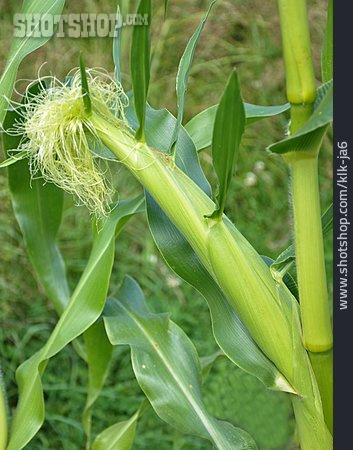 
                Maiskolben, Maispflanze                   