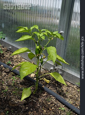
                Gewächshaus, Peperonipflanze                   