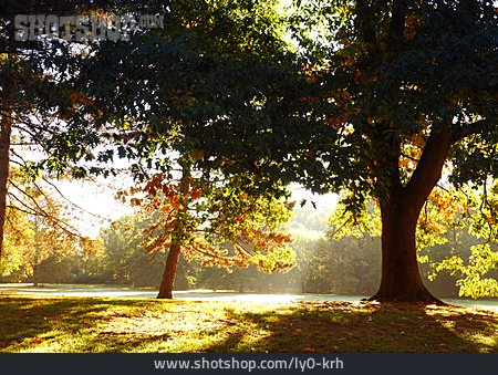 
                Park, Herbst, Lichteinfall                   